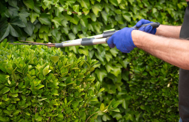 10 Tips Potong dan Menata Rumput Taman agar Terlihat Estetik dan Rapi