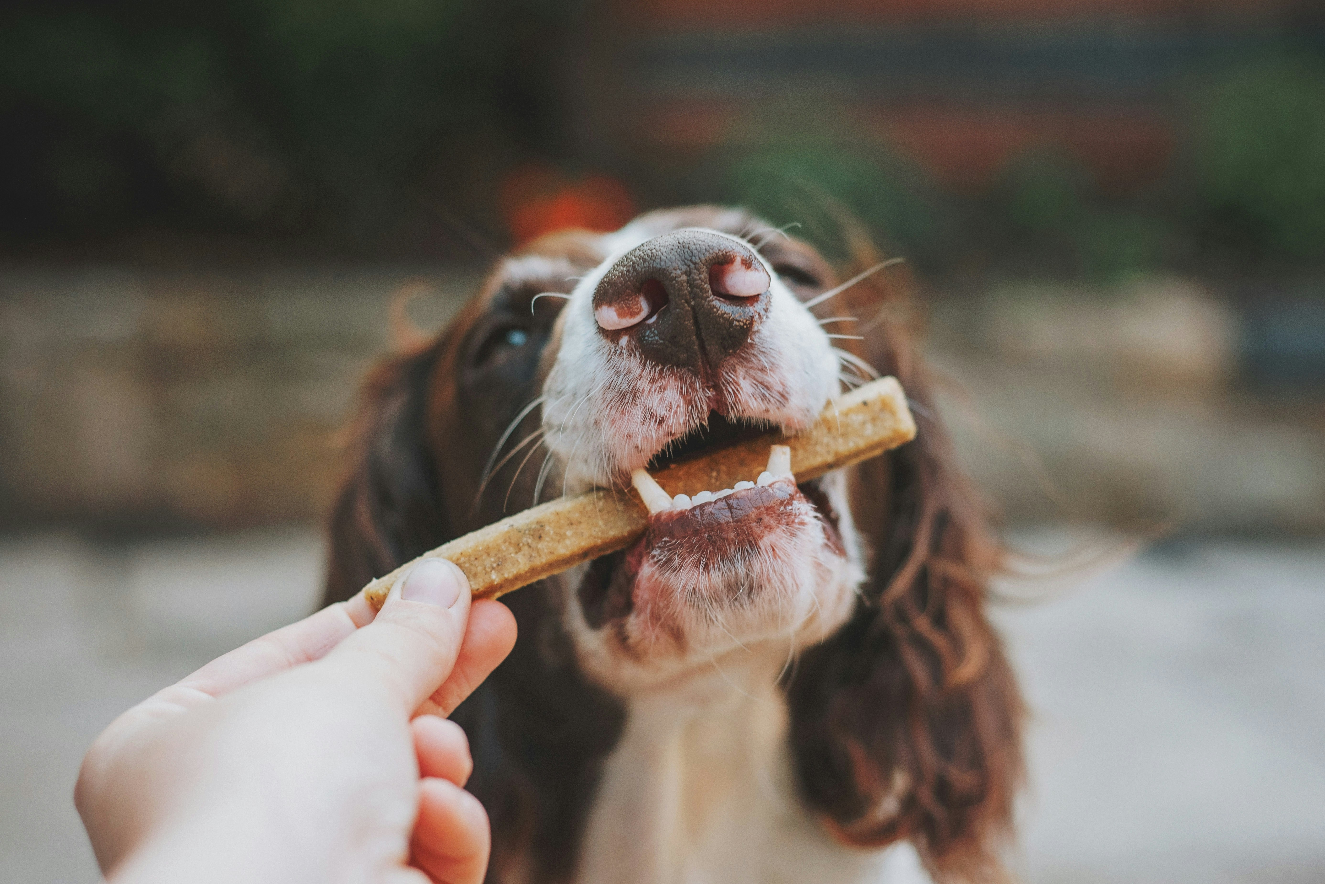 Snack Anjing untuk Gigi Sehat? Ada, dong! Cek di Sini!