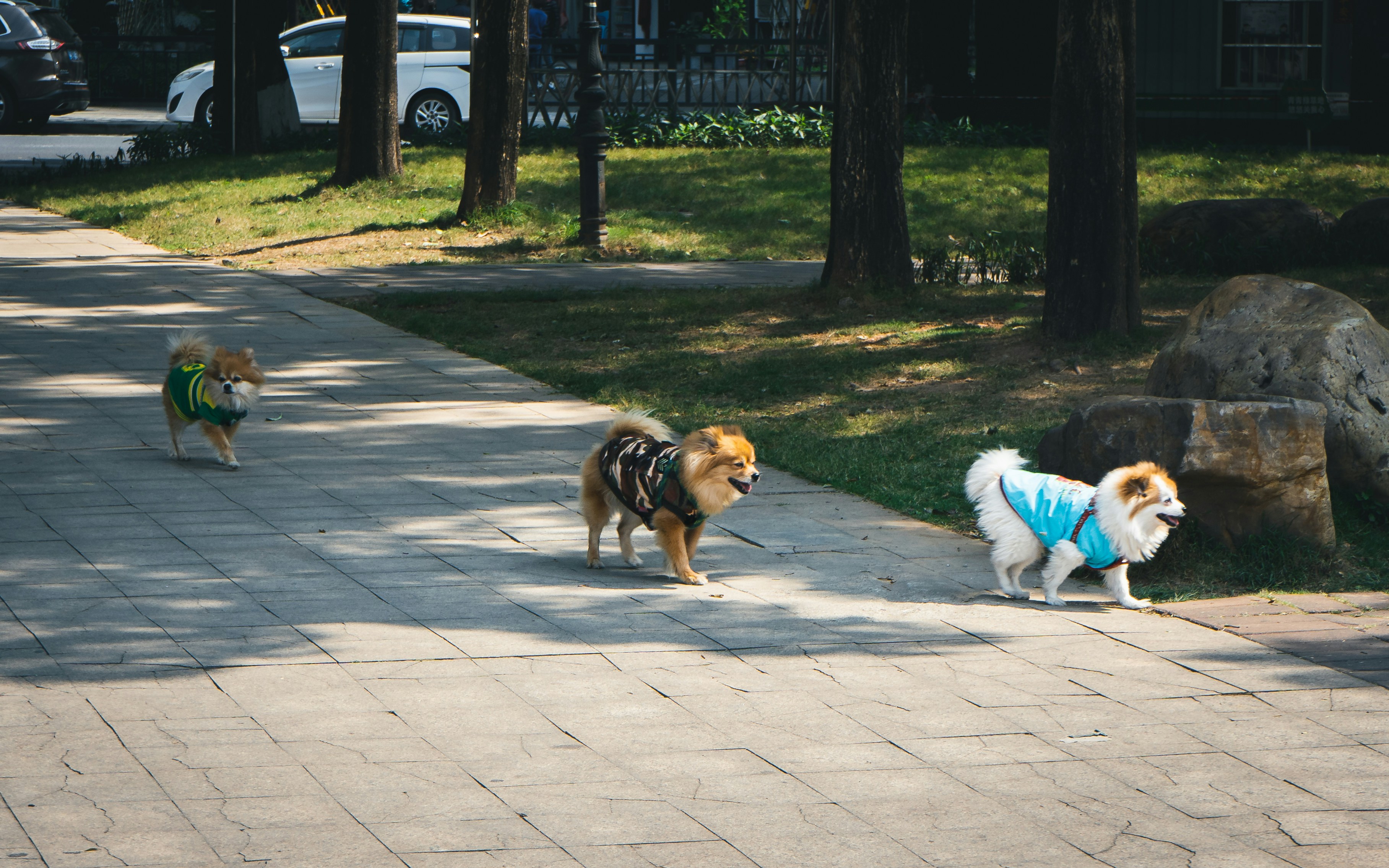 Jangan Sampai Kotoran Anjing Bikin Lingkungan Tercemar, Sedia Kantong Khusus Sekarang!