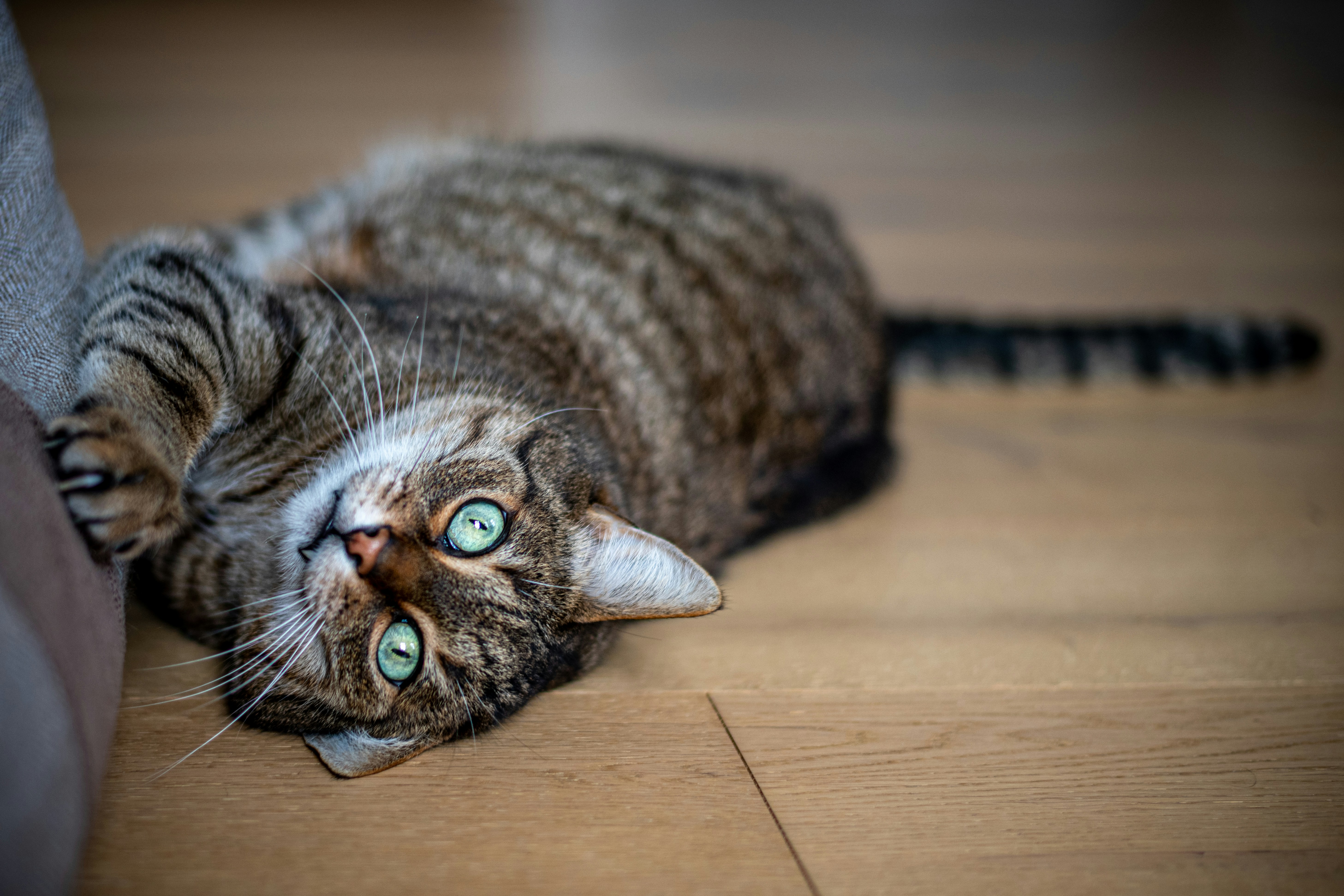 Jangan Marahi Kucing yang Menggaruk! Ini 5 Alasannya