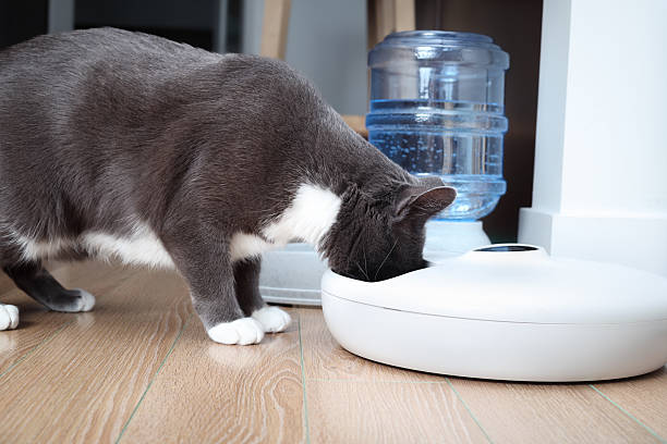 10 Kelebihan Pakai Pet Feeder di Rumah, Jadi Gak Takut Telat Kasih Makan Lagi Anabul!