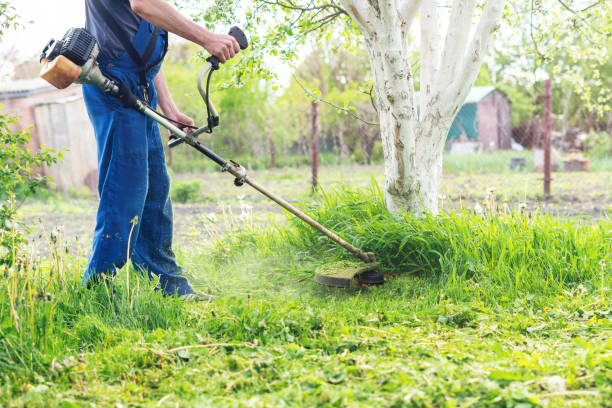 Tips Memotong Rumput di Halaman Rumah Pakai Mesin