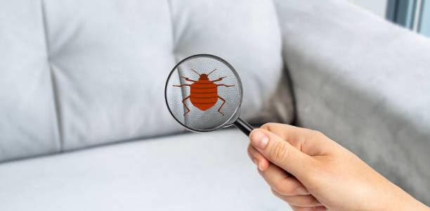Kutu di Sofa Muncul Dari Mana Begini Cara Membasminya