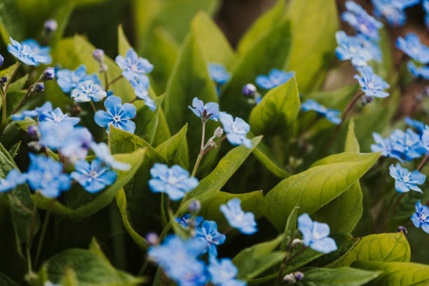 Teh Bunga Forget Me Not, Minuman Herbal untuk Tubuh Lebih Sehat