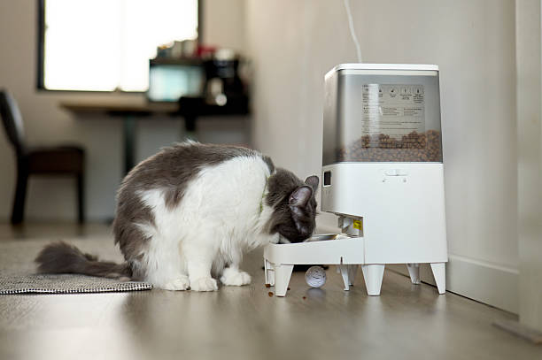 10 Kelebihan Pakai Pet Feeder di Rumah, Jadi Gak Takut Telat Kasih Makan Lagi Anabul!