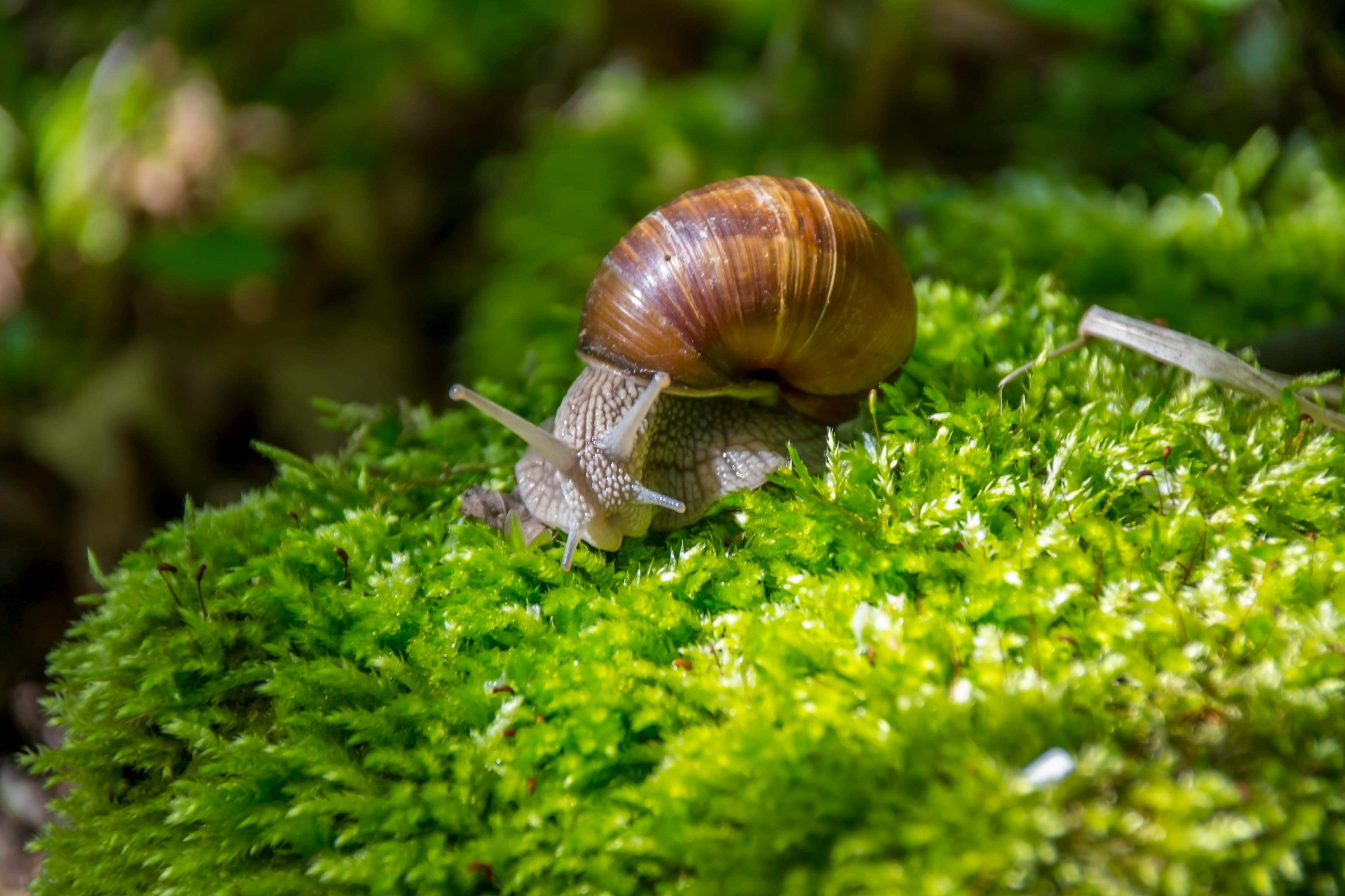 Snail Mucin, Bahan Ajaib di Balik Popularitas Skincare Korea
