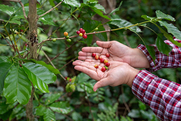 Kenapa Disebut Gayo Wine? Mengupas Rahasia Proses Kopi Arabika yang Fenomenal