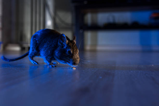 Cara Membasmi Tikus dengan Cepat dan Mencegahnya Kembali ke Rumah
