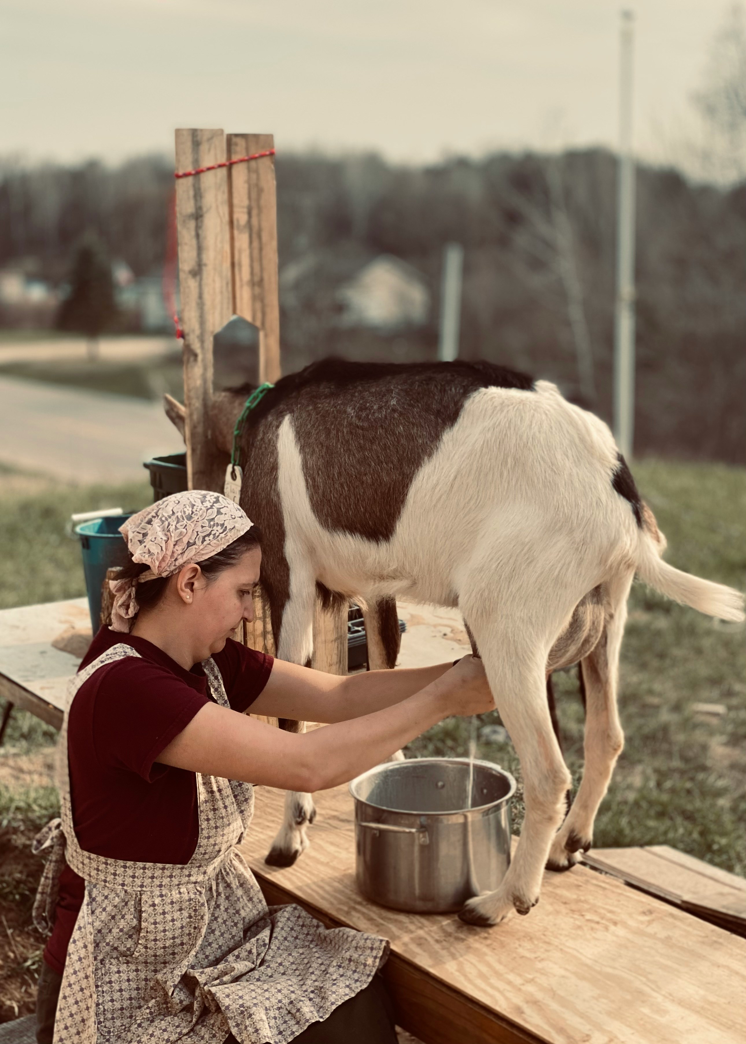 Rahasia Susu Kambing Etawa, Alternatif Lebih Baik dari Susu Sapi