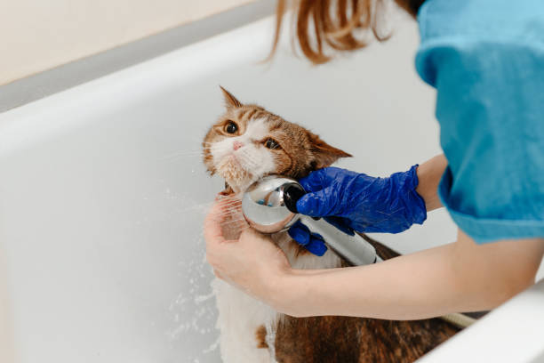 Rahasia Efektivitas Obat Kutu Kucing! Jangan Sampai Salah Langkah Sebelum dan Sesudah Mandi