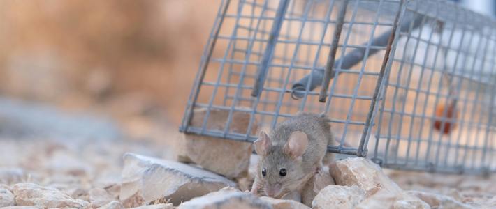 Tikus Gak Bakal Lolos! Ini Trik Rahasia Memasang Lem Tikus yang Benar
