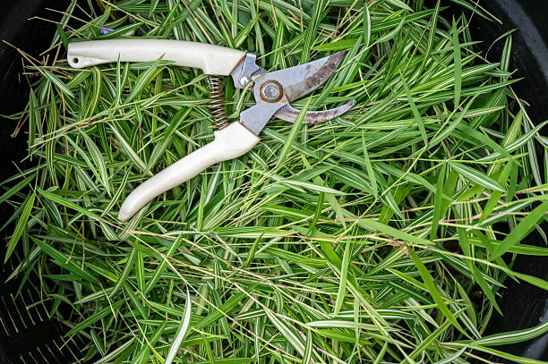 Karat Bikin Gunting Rumput Tumpul? Lakukan Perawatan Ini Sekarang Juga!