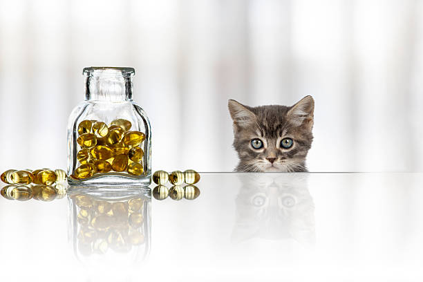 7  Rahasia Cara Memberikan Vitamin untuk Kucing yang Susah Makan