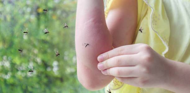 Banyak Nyamuk Berkeliaran di Rumah? Kenali Penyebab dan Cara Atasinya