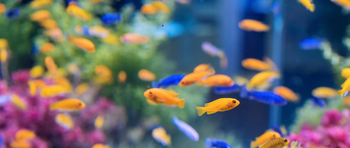 7 Jenis Ikan Hias Cantik yang Cocok untuk Akuarium Kecil