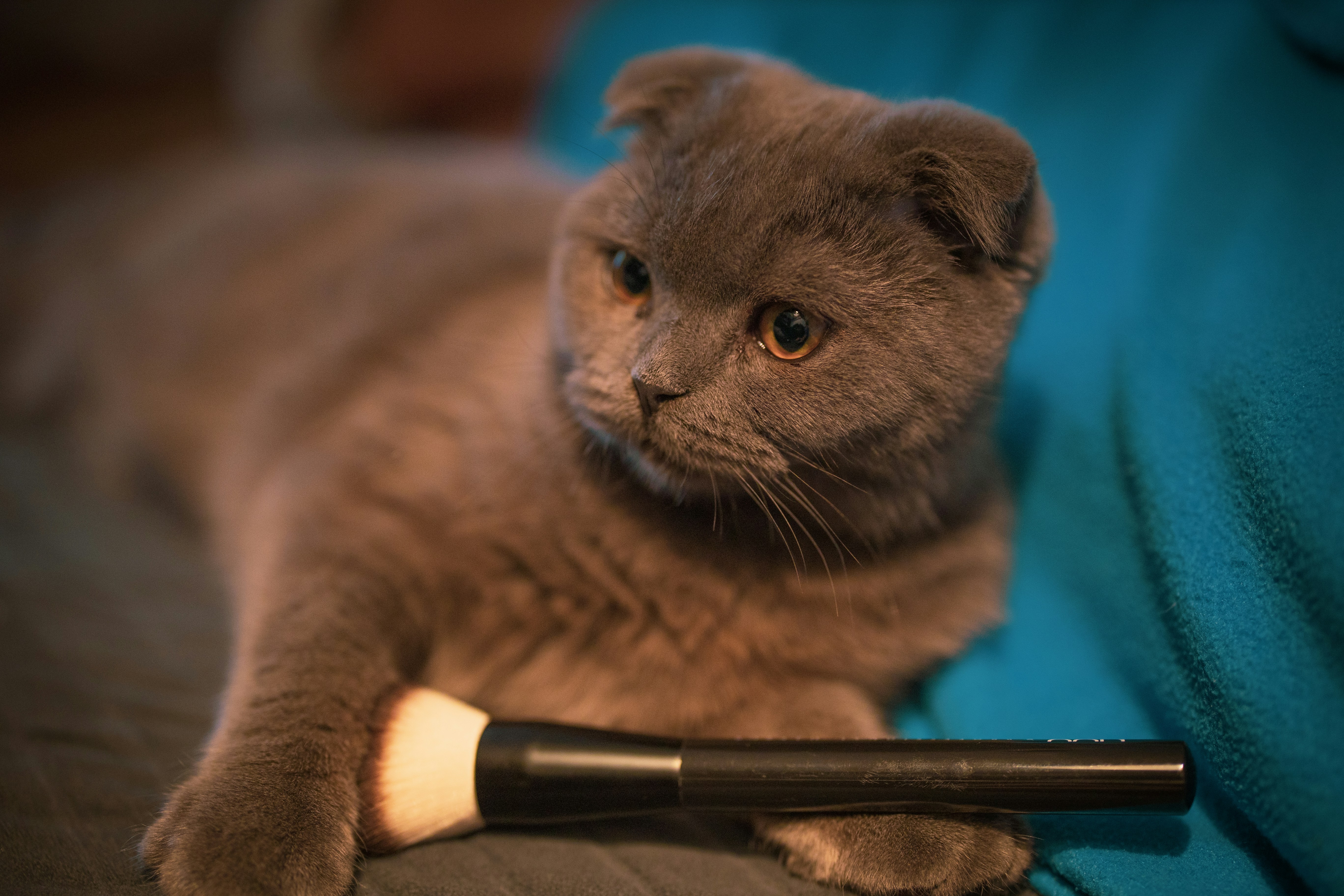 Dari Kurus Jadi Gemas: Cara Bikin Kucing Sehat & Berbulu Lebat