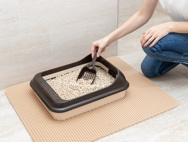 5 Cara Membersihkan Toilet Kucing agar Bebas Bau dan Tetap Higienis
