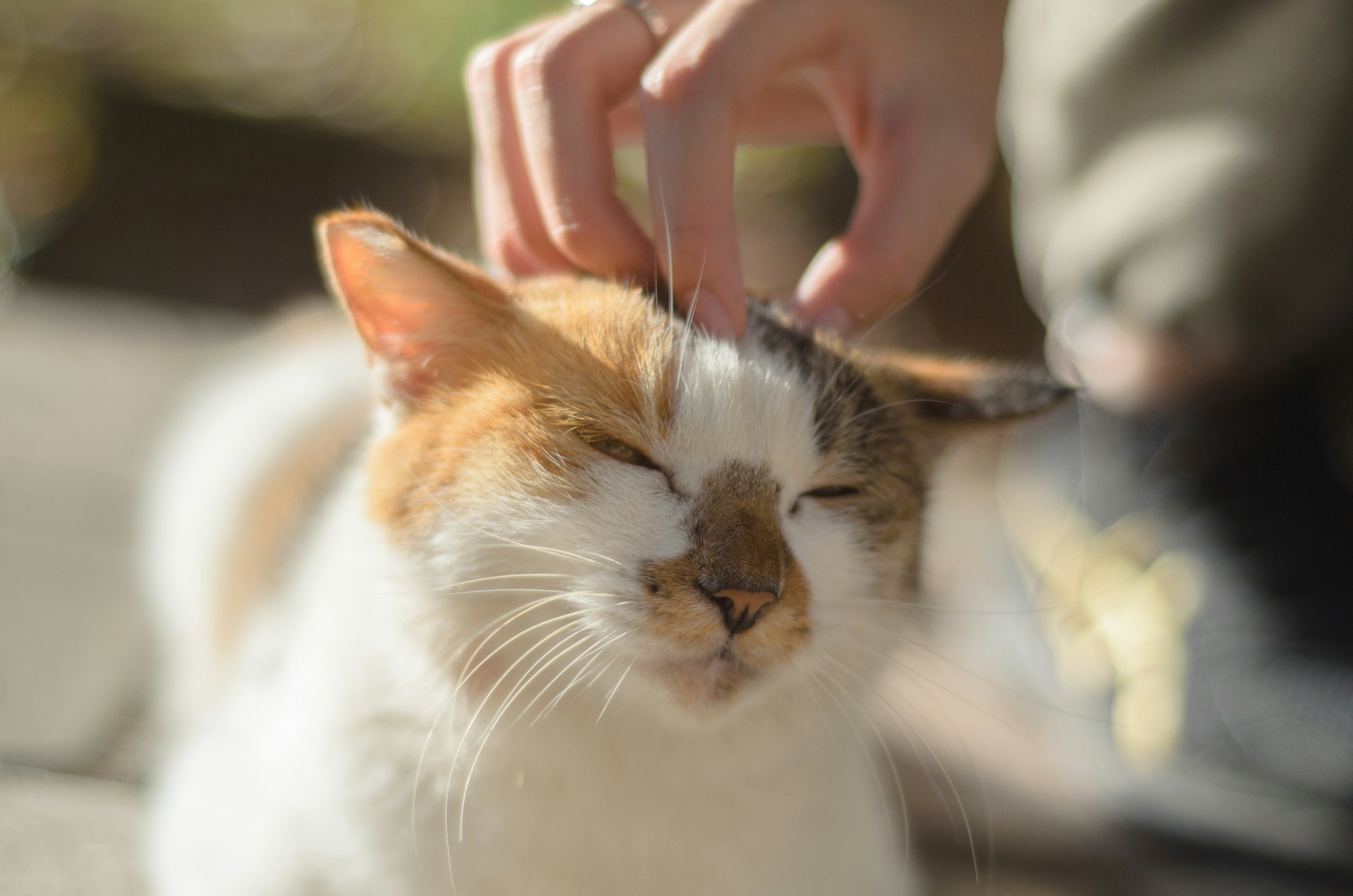Bye-Bye Kotoran & Gatal! Saatnya Rawat Telinga Kucing Lebih Mudah