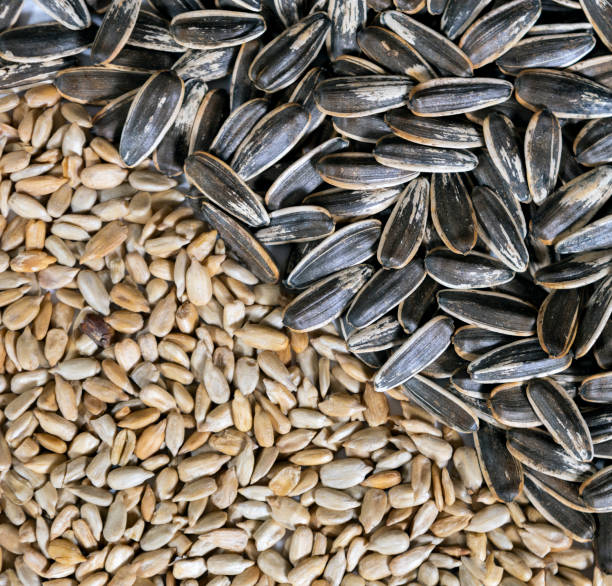 Jangan Remehkan Kuaci! Ini Alasan Kenapa Kuaci Adalah Superfood Tersembunyi