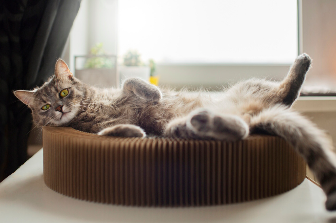 Cara Membiasakan Kucing Tidur di Tempat Tidurnya Sendiri, Gak Susah Kok!