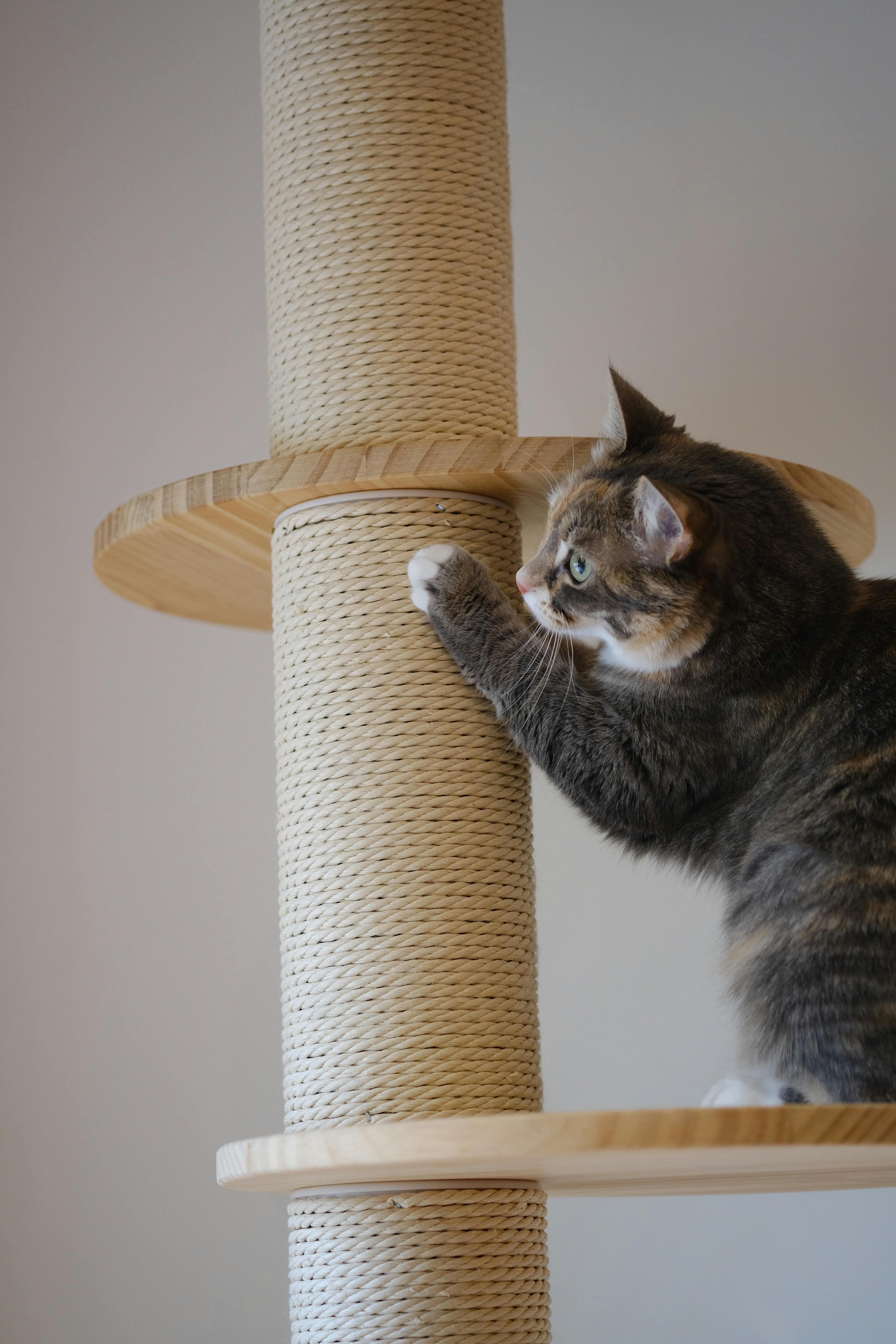 Jangan Marahi Kucing yang Menggaruk! Ini 5 Alasannya