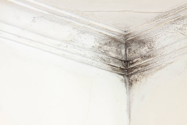 Bahaya Black Mold di Rumah dan Cara Mencegahnya Biar Nggak Balik Lagi