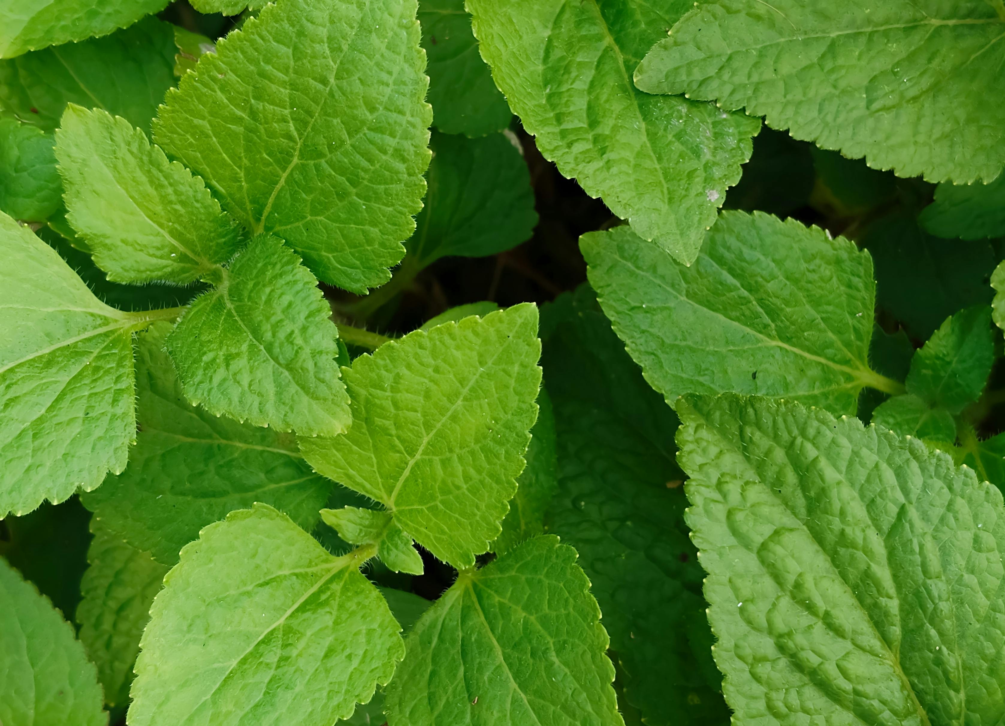 Punya Diffuser? Jangan Cuma Buat Wangi, Ternyata Bisa Jadi 'Polisi Udara'!
