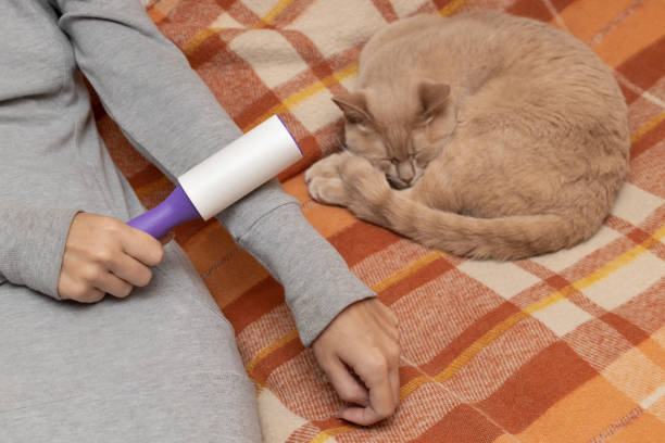 Begini Cara Cepat Bersihkan Bulu Kucing & Anjing dengan Alat Praktis