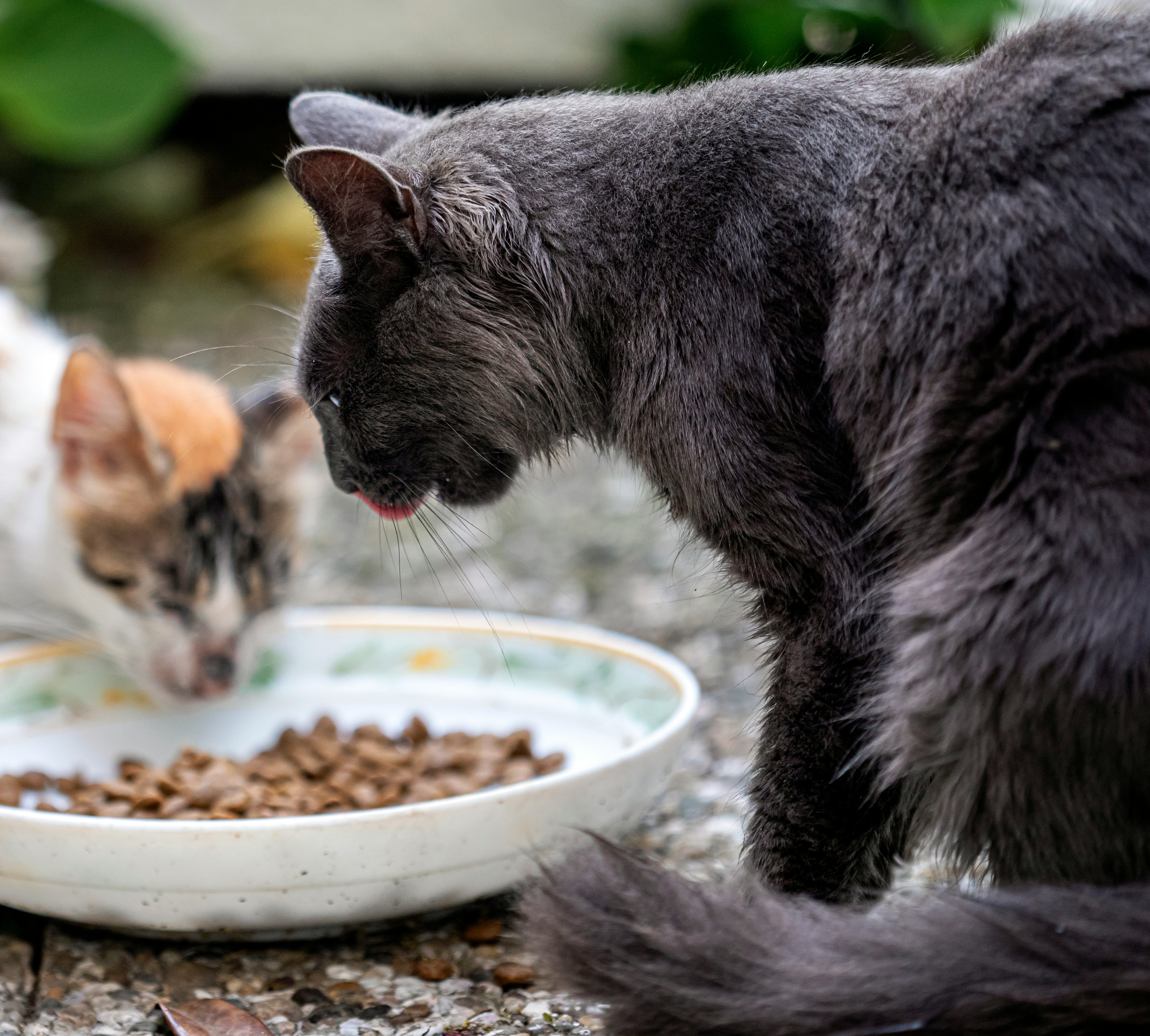 Baru Pelihara Kucing? Ini 3 Starter Kit Penting yang Nggak Boleh Terlewat