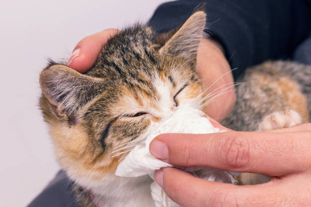 Jangan Panik! Begini Cara Mengatasi Kucing Flu di Rumah