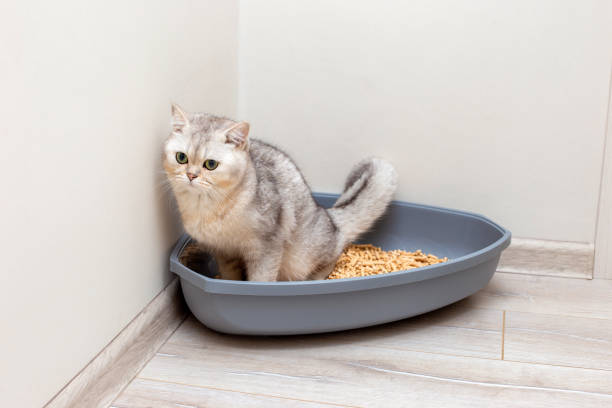5 Cara Membersihkan Toilet Kucing agar Bebas Bau dan Tetap Higienis