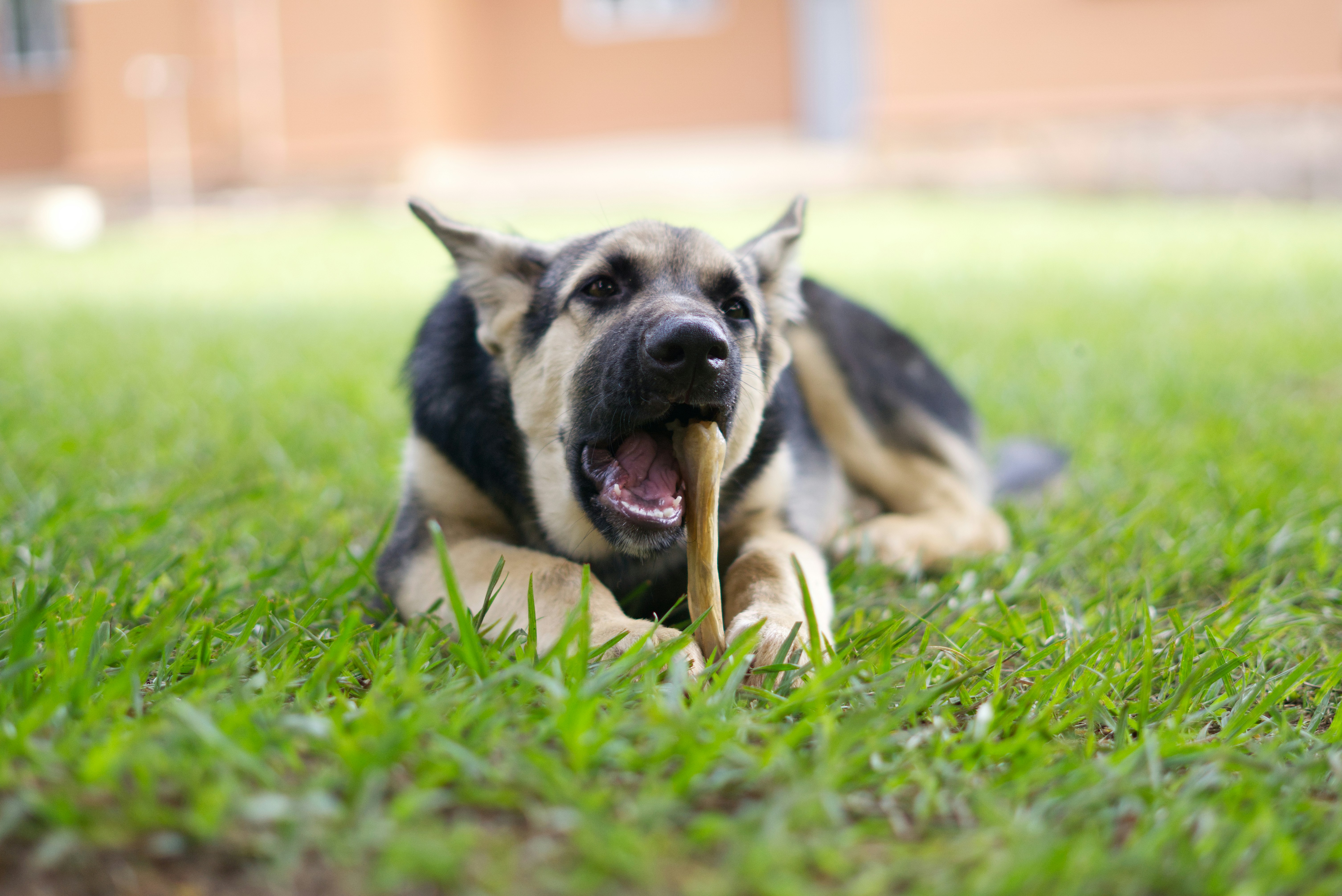Snack Anjing untuk Gigi Sehat? Ada, dong! Cek di Sini!