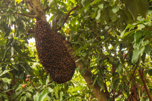 7 Manfaat Madu Hutan untuk Wanita, Superfood Alami