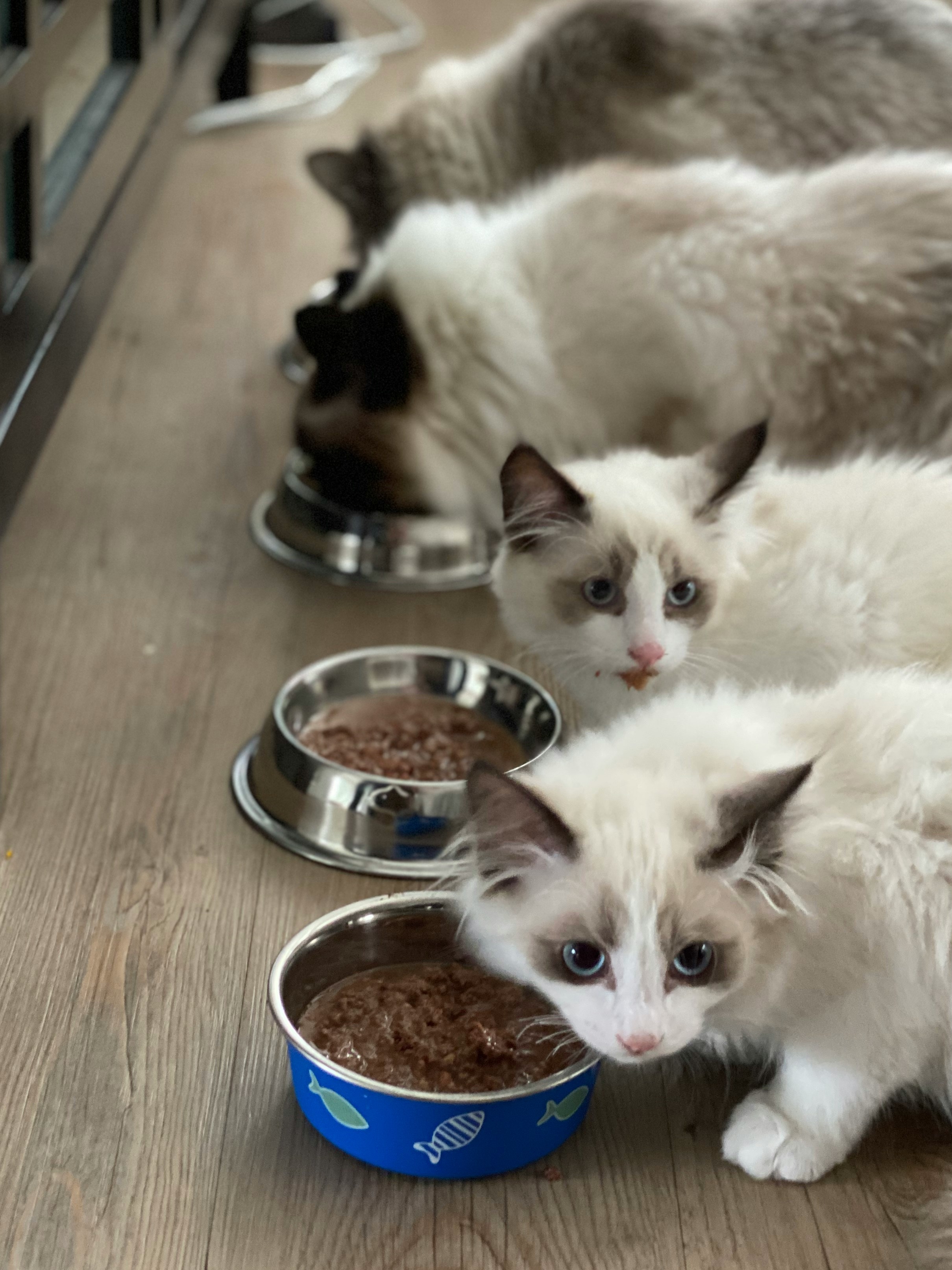Kenali Whisker Fatigue, Masalah yang Sering Dialami Kucing