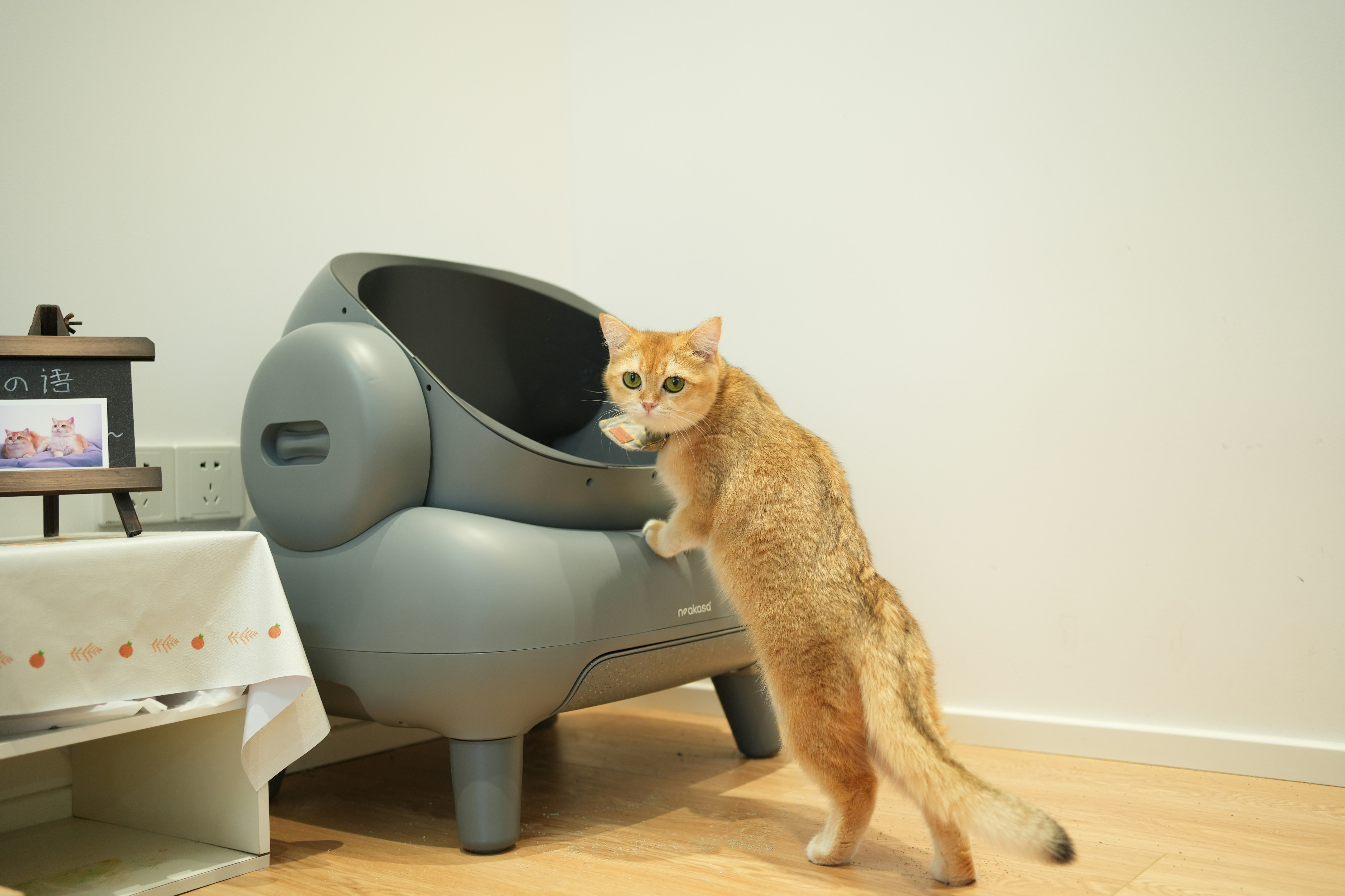 Baru Pelihara Kucing? Ini 3 Starter Kit Penting yang Nggak Boleh Terlewat