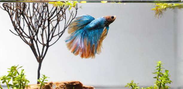 5 Kesalahan Umum Saat Pelihara Cupang yang Sering Dilakukan Pemula