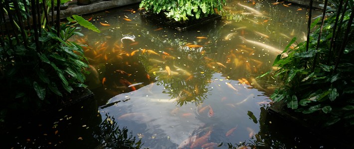 Stop Pakai Pompa Biasa! Pilih Pompa Air Kotor Untuk Kuras Kolam dan Angkut Lumpur Membandel