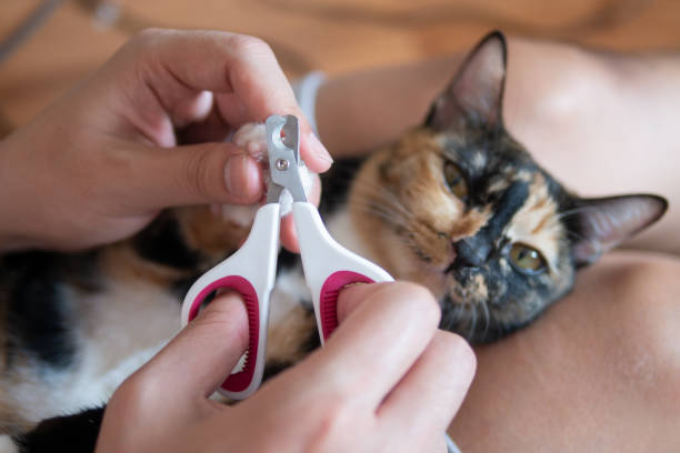 Baru Pertama Kali Pelihara Kucing? Ini 5 Perlengkapan yang Harus Kamu Miliki!