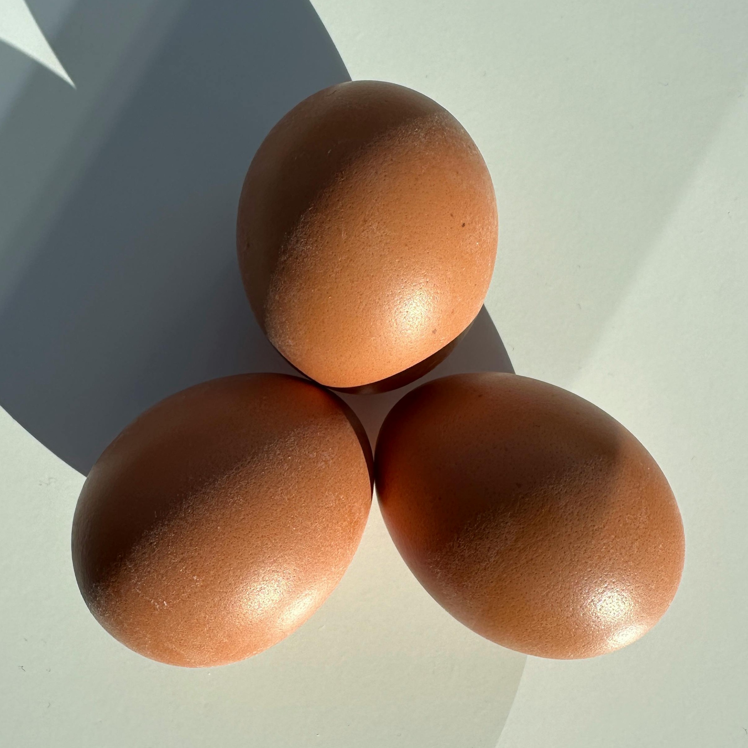 Rahasia Otot Cepat Jadi! Kenapa Semua Pecinta Gym Wajib Minum Whey Protein