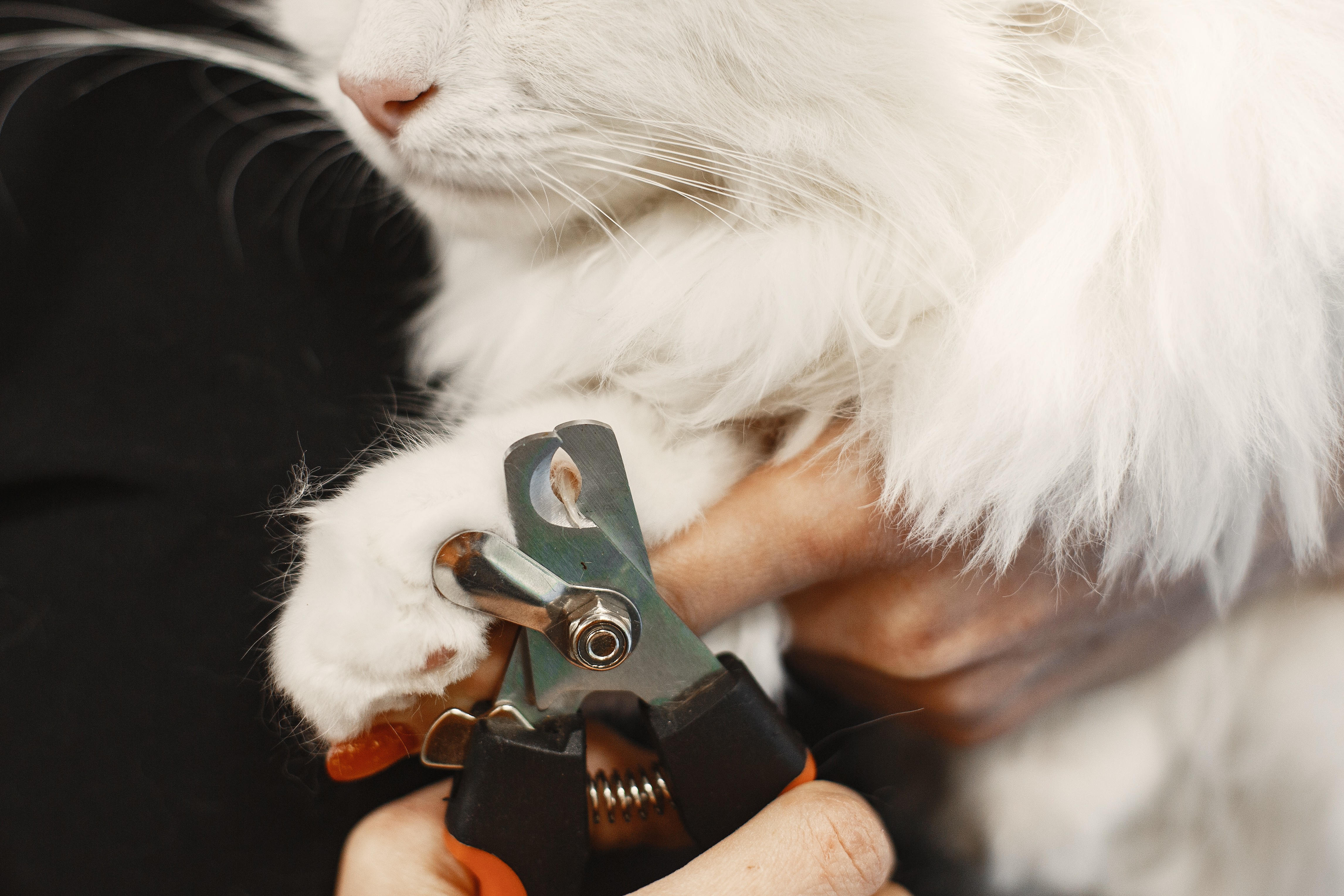 Kuku Kucingmu Runcing Kayak Pedang? Ini Saatnya Pakai Gunting Kuku Kucing