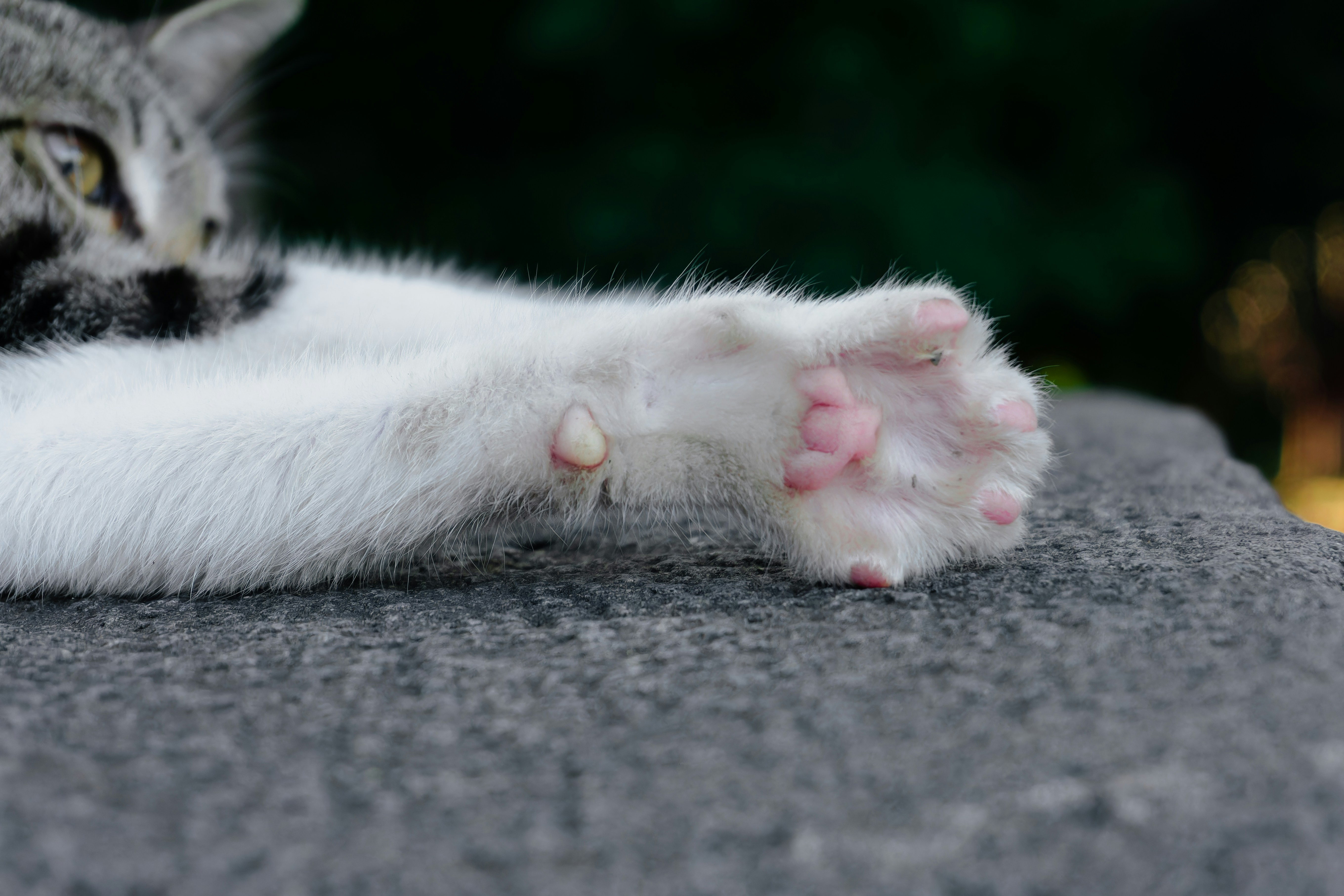 Awas! Kaki Kucing Kotor Bawa Penyakit, Waktunya Grooming Total!