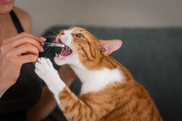 Jangan Panik! Begini Cara Mengatasi Kucing Flu di Rumah