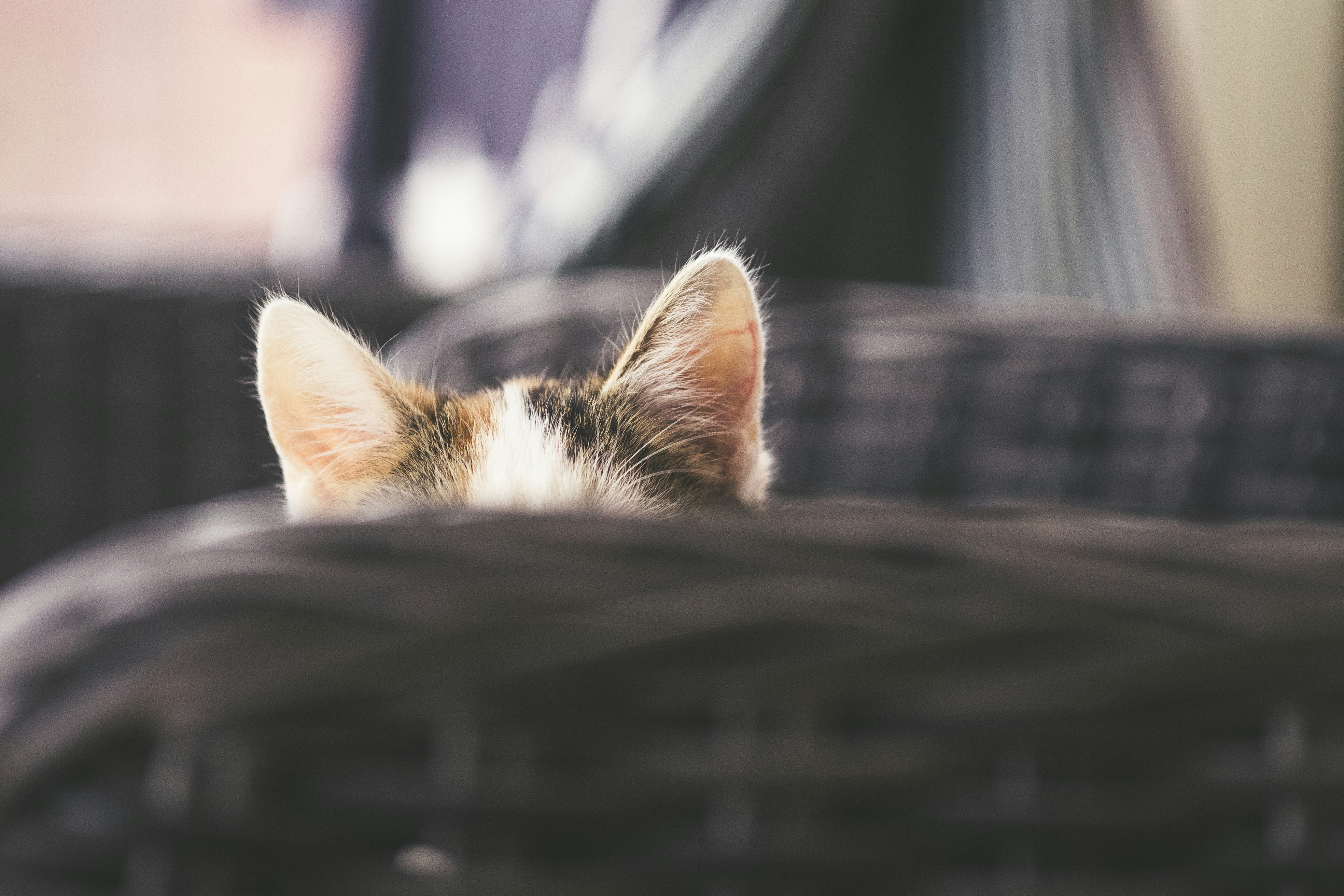 Bye-Bye Kotoran & Gatal! Saatnya Rawat Telinga Kucing Lebih Mudah