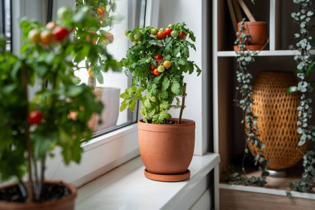 Berkebun di Lahan Sempit Bisa! Ini Jenis Benih yang Tetap Tumbuh Subur