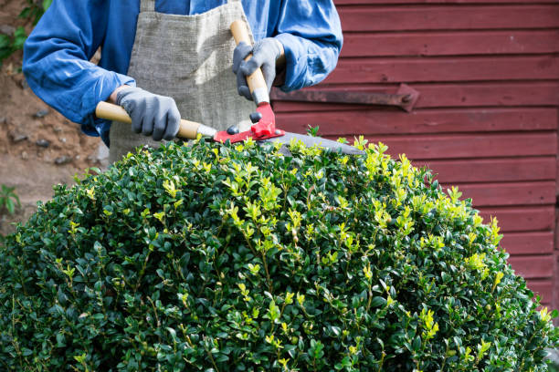 10 Tips Potong dan Menata Rumput Taman agar Terlihat Estetik dan Rapi