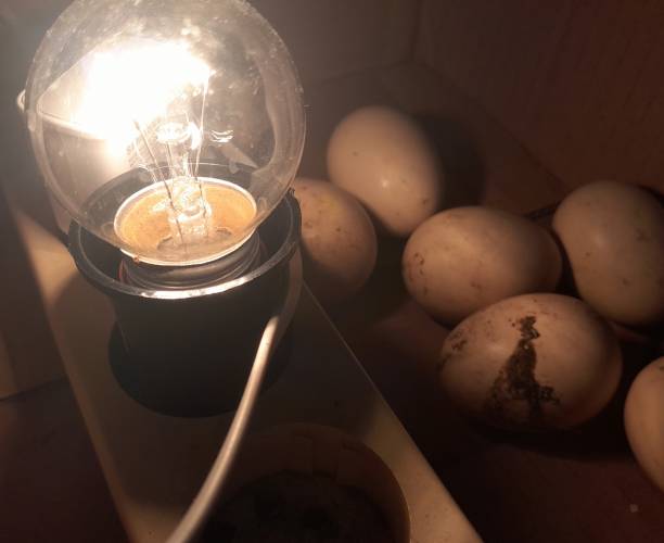 Upgrade Mesin Tetas Telur? Pastikan Thermostat-nya Tipe Digital, Begini Alasannya