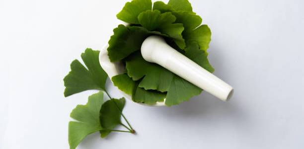 Ginkgo Biloba, Herbal Populer untuk Daya Ingat dan Kinerja Otak