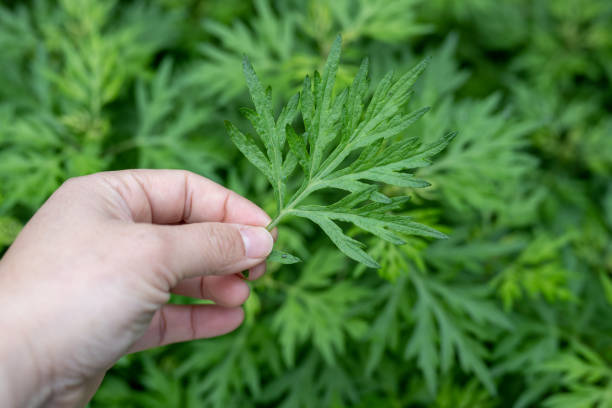 Apakah Masker Mugwort Bisa Menghilangkan Bruntusan? Ini Manfaatnya