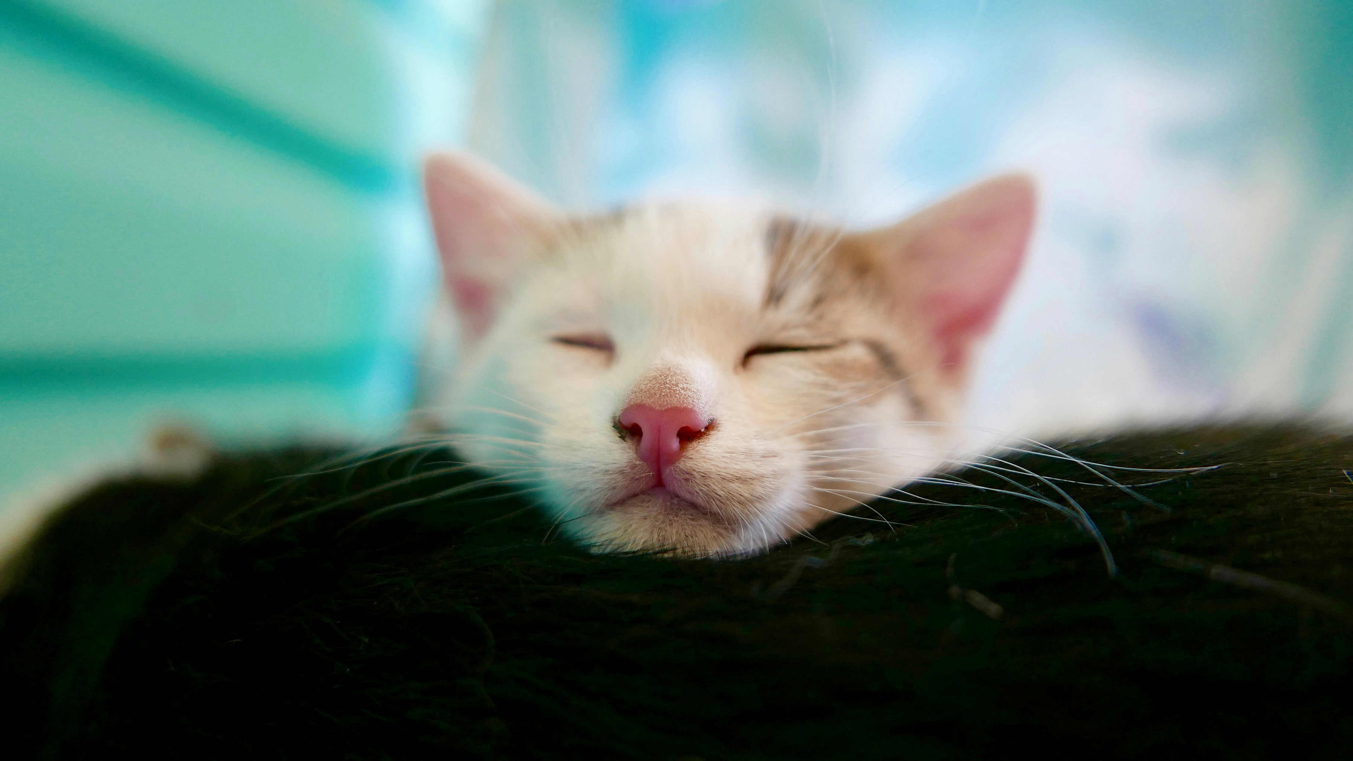 Baru Pelihara Kucing? Ini 3 Starter Kit Penting yang Nggak Boleh Terlewat