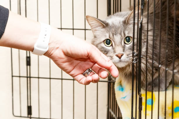 Kandang Besi Kucing Anjing, Kunci Me Time Tenang Tanpa Rasa Bersalah!